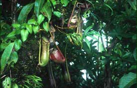 Vines, including pitcher plants, thrive in montane forest, and orchids are increasingly abundant. 
